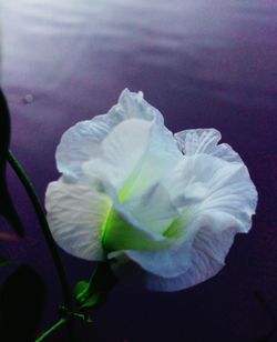 Close-up of flower blooming outdoors