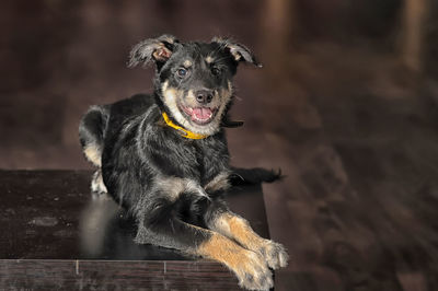 Portrait of dog sitting outdoors