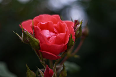 Close-up of pink rose