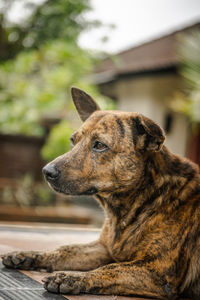 Close-up of a dog looking away