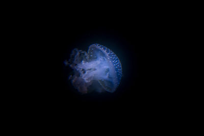 Close-up of jellyfish swimming in sea