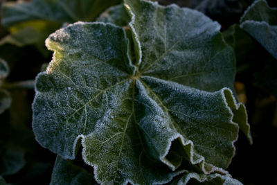 Close-up of plant