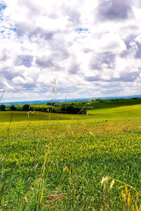 Scenic view of agricultural field against sky