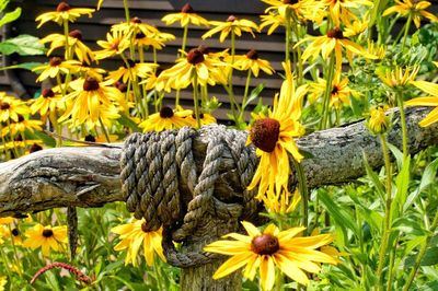 Close-up of sunflower on plant