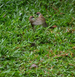 Monkey sitting on a field