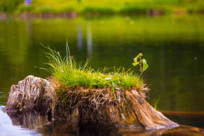 Close-up of grass in a lake