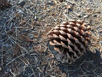 Close-up of pine cone on ground