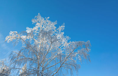 Low angle view of cherry tree against blue sky