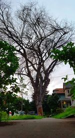 Bare trees and buildings against sky