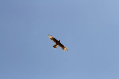 Low angle view of eagle flying in sky