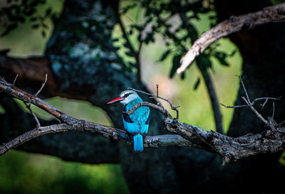 Close-up of bird perching on tree