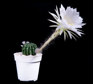 Close-up of white flower pot against black background