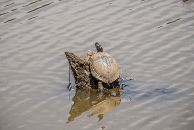 A big mature adult turtle laying on a rotting tree in the middle of the wetlands basking in the sun 