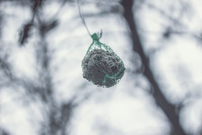 Close-up of fruit on plant