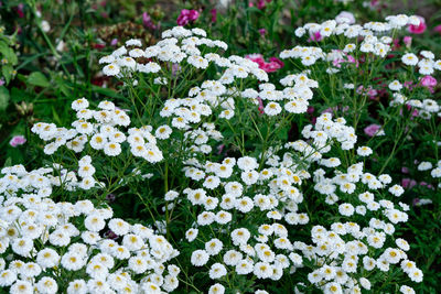 White flowers in the front garden 