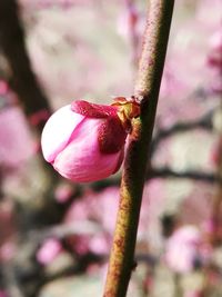 Close-up of insect on pink flower