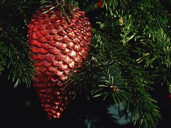 Close-up of christmas tree