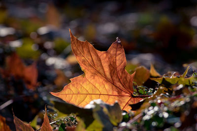 Close-up of leaves on twig