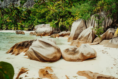 Scenic view of rocky beach