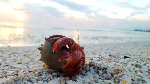 Close-up of seashell on beach