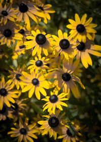 High angle view of yellow flowers blooming on field