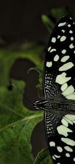 Close-up of butterfly on leaf