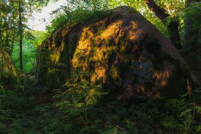 Trees growing in forest