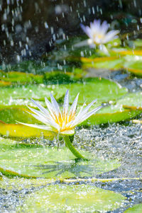 Close-up of water lily in pond