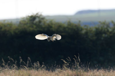 Barn owl flying over field against sky