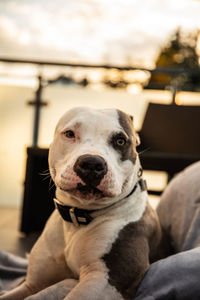 Close-up portrait of a dog looking away