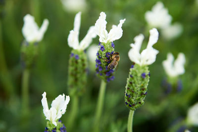 Bees in spring