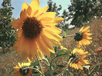 Close-up of sunflower