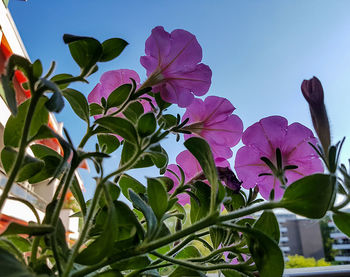 Low angle view of pink flowers blooming against sky