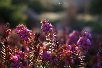 Close-up of pink flower