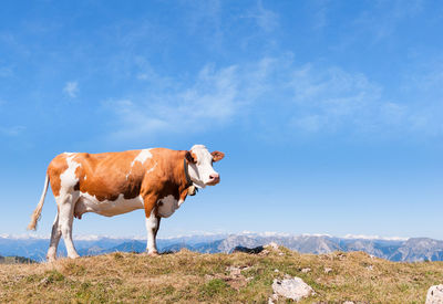 Horse standing on landscape against blue sky