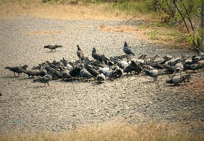 High angle view of pigeons on field