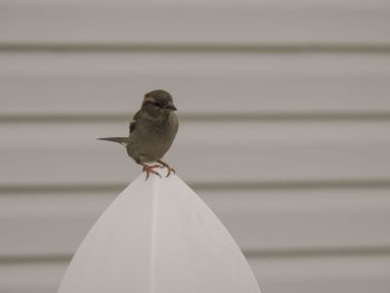 Close-up of bird perching outdoors