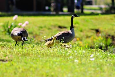 Ducks on a field