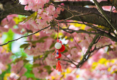 Close-up of pink flowers on tree