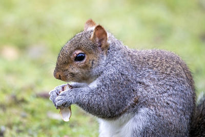 A grey squirrel shelling, and feeding on a peanut.