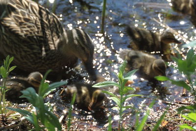 Ducks in a forest