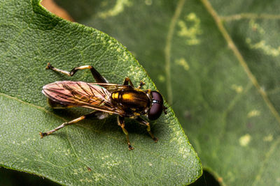 Close-up of insect on leaf