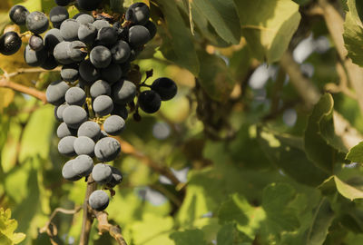 Close-up of grapes growing on tree