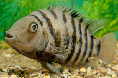 Close-up of dead fish