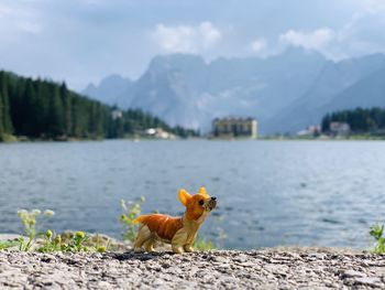 View of a bird on a lake