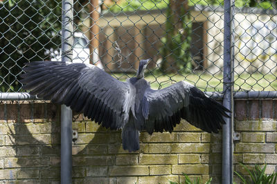 Close-up of bird in zoo