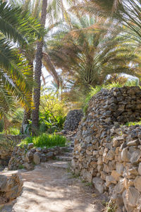 Stone wall with palm trees