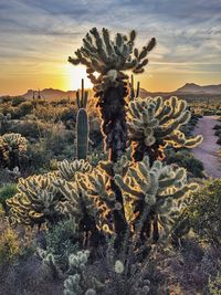 Cactus growing on field against sky during sunset