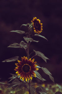 Close-up of yellow flowering plant on field