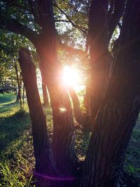 Sun shining through tree in forest